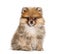 Pomeranian looking at the camera, isolated