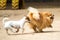 Pomeranian Lulu playing with a doggie mutts