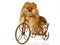 Pomeranian on miniature brown bike