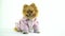 Pomeranian in pink robe cute looks at his mistress