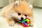 A Pomeranian plays with a toy. Puppy. A pet. Dog with a ball