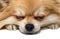 Pomeranian Pomeranian close-up. Dog\\\'s face on a white background