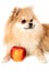 Pomeranian Pomeranian close-up lies next to an apple. Dog food and proper pet food