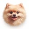 Pomeranian Portrait: Android App With Subtle Gradients And Dry Wit Humor