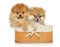 Pomeranian puppies in basket on a white