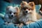 Pomeranian puppies on sofa. Generative AI