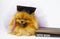 Pomeranian puppies wear black graduation cap