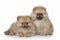 Pomeranian Puppies on white background