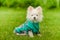 Pomeranian puppy with clothes. Dog in a green raincoat. White Spitz puppy in clothes on the grass