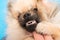 Pomeranian puppy and dental issues, malocclusion and baby teeth, double milk fang