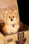 Pomeranian Puppy Dog in Suitcase