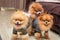 Pomeranian puppy dogs