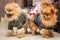 Pomeranian puppy dogs