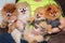 Pomeranian puppy dogs in the hands of man