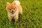 A Pomeranian puppy on grass