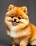 Pomeranian puppy lap show dog pet portrait