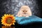 Pomeranian puppy on a pillow with sunflower