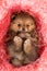 Pomeranian puppy in pink decorative nest