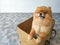 A Pomeranian puppy is standing in a box and trying to out of the wooden box