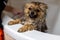 Pomeranian puppy taking a shower in bathroom