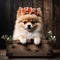 Pomeranian puppy with a wreath of flowers on his head