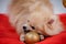 Pomeranian pygmy spitz lying on a red bedspread gnaws a golden Christmas ball. Close up studio photography, blurred
