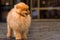 Pomeranian red Spitz is standing on the sidewalk at the rainy gloomy cloudy day. Puddles on the sidewalk.