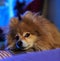 Pomeranian relaxing on sofa looking up. Orange haired.