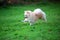 Pomeranian running at the park.