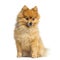 Pomeranian sitting, 5 years old, isolated