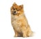 Pomeranian sitting, 5 years old, isolated