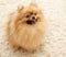 Pomeranian sitting on carpet