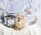 Pomeranian sitting on fur rug in winter scene, portrait