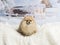 Pomeranian sitting on fur rug in winter scene, smiling