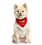 Pomeranian sitting with a red scarf, 3 years old