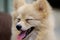 pomeranian or small dog breed, closing eyes and stick out its tongue