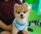 Pomeranian Small dog breed this species one of the pet