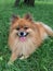 Pomeranian, a small orange dog on a green grass.