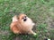 Pomeranian, a small orange dog on a green grass.