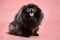 Pomeranian Spitz black puppy