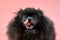 Pomeranian Spitz black puppy