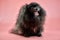 Pomeranian Spitz black puppy