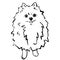 Pomeranian spitz. Black and white sketch. Vector illustration.