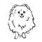 Pomeranian spitz. Black and white sketch. Vector illustration.