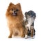 Pomeranian spitz and chihuahua