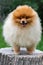 Pomeranian spitz. Cute fluffy charming red-haired Pomeranian Spitz in full growth on the grass in the park