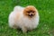 Pomeranian spitz. Cute fluffy charming red-haired Pomeranian Spitz in full growth on the grass in the park