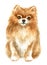 Pomeranian spitz-dog