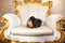 Pomeranian spitz dog of black sable color lying down on classic gold armchair