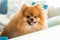 Pomeranian spitz dog breed sits on sofa in an apartment setting, welcome sweet home, comfort, pet, puppy